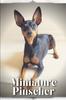 Книга Miniature Pinscher : Dog Breed Overview and Guide