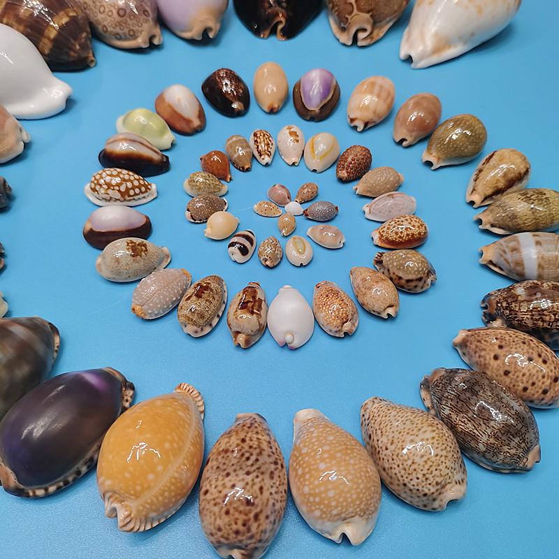 Редкий натуральный экземпляр раковины каури для аквариума или средиземноморского домашнего декора