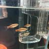 Прозрачное Акриловое Настенное Кольцо-Кормушка для Рыб Акриловая Автоматическая Кормушка Аксессуары для Кормления Аквариумных Рыбок+