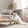 with Bow and Bells Pet Neck Scarf Adjustable Pet Neckband Lace Cat Collar  Pet Accessories