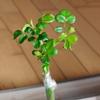 1/3 рулона ПЭ Гибкая Садовая Лента для Прививки Самоклеящаяся Лента-рулон для Прививки Деревьев Растений Прививочная Растягивающаяся Ширина 4 см