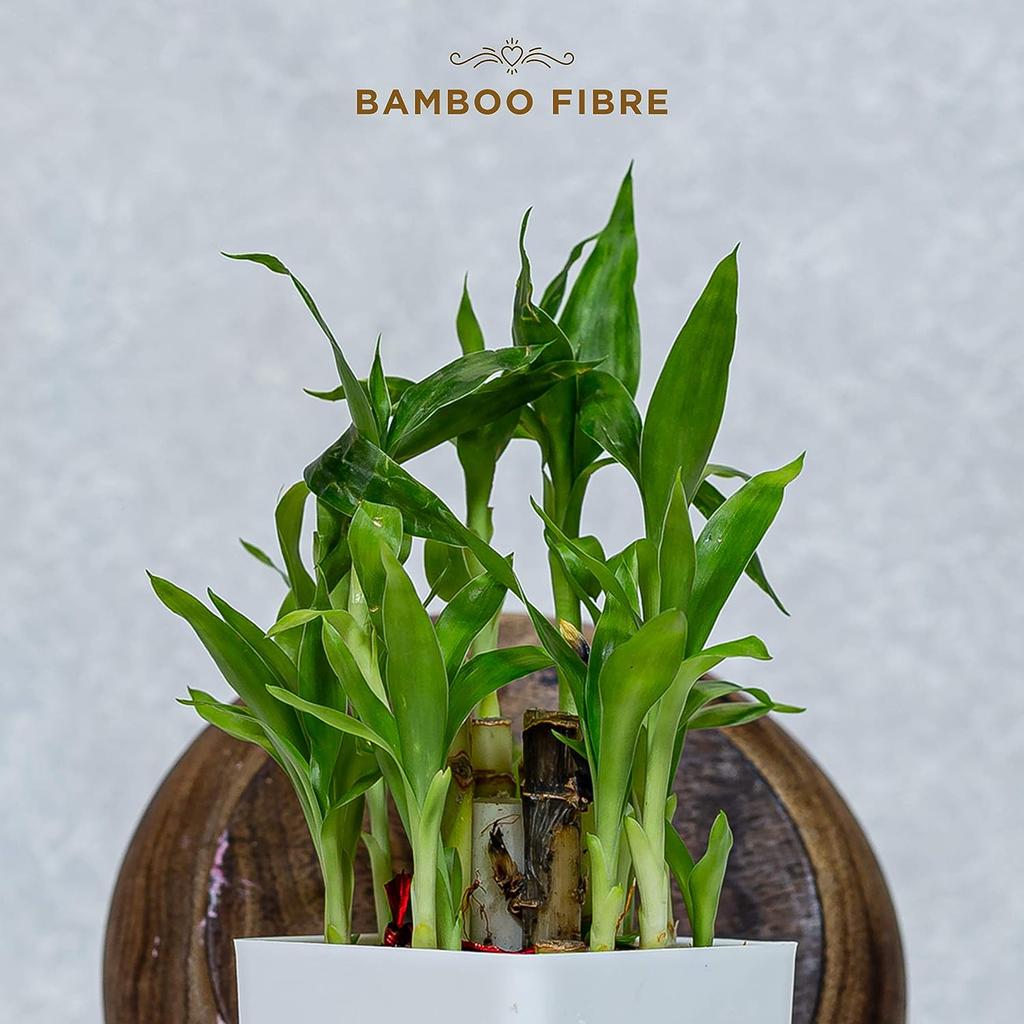 Биоразлагаемые гигиенические прокладки из органического хлопка, ночные, безопасные для кожи | Удобный и простой в использовании | Упаковка из 10 шт.