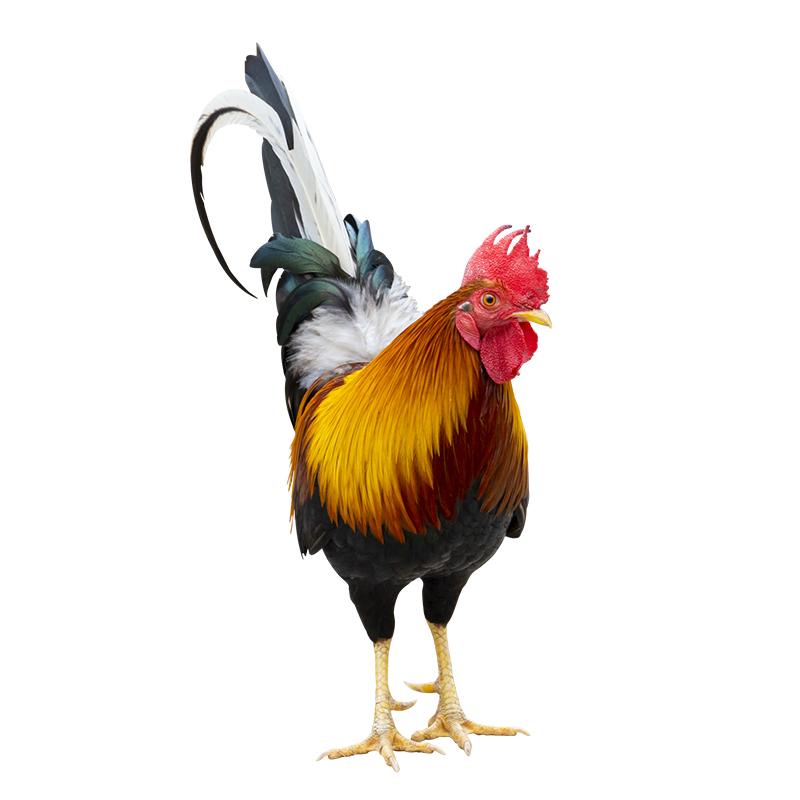 T377 # красивая наклейка с изображением петуха на автомобиль, виниловая наклейка, водонепроницаемые украшения, наклейки для автомобиля