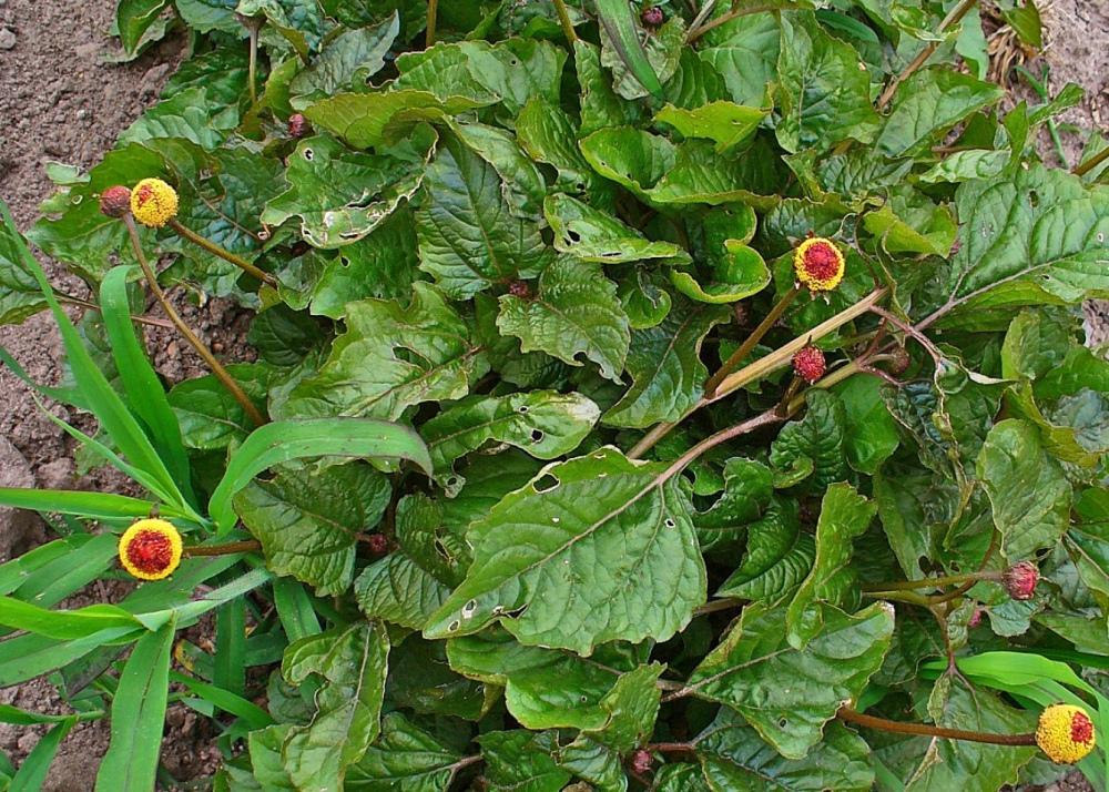 SAFLAX Подарочный набор - Кресс-салат - 500 семян - С подарочной коробкой, карточкой, этикеткой и субстратом для горшков - Acmella oleracea