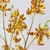 Simulated mid-branch Wandai orchid 4-pronged mini cymbidium simulated flower