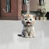2D Acrylic Car Cat Acrylic Pendant Cat-Shaped Rearview Car Interior Car Accessories Keyring Mir J3J3