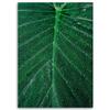 Canvas print, Water drops on a large leaf