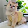 New Floral Style Collar Cat Dress Cute Yellow Green Puppy Tutu Skirt Thin Mini Pet Clothes Cat Party Dress for Summer