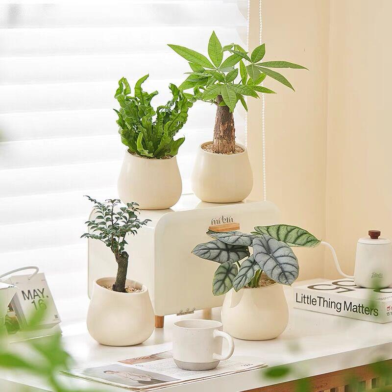 Nordic Ceramic Orchid Vase - Light Luxury Style for Small Plants