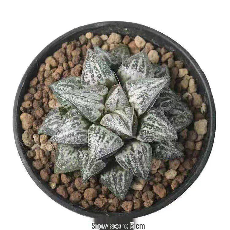 Crystal Succulent Set: Haworthia Genus Green Potted Plants for Newbies