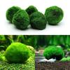 Водоросль для аквариума круглая живая.