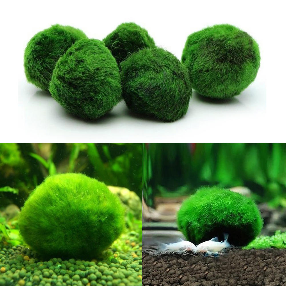 Водоросль для аквариума круглая живая.