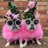 Pet Colorful Eyeglass Puppy Sunglasses Designer Dog Eyeglasses Small Dog Cat Luxury Eyeglasses Schnauzer Yorkie Poodle Core Yarn Fur Eyeglasses