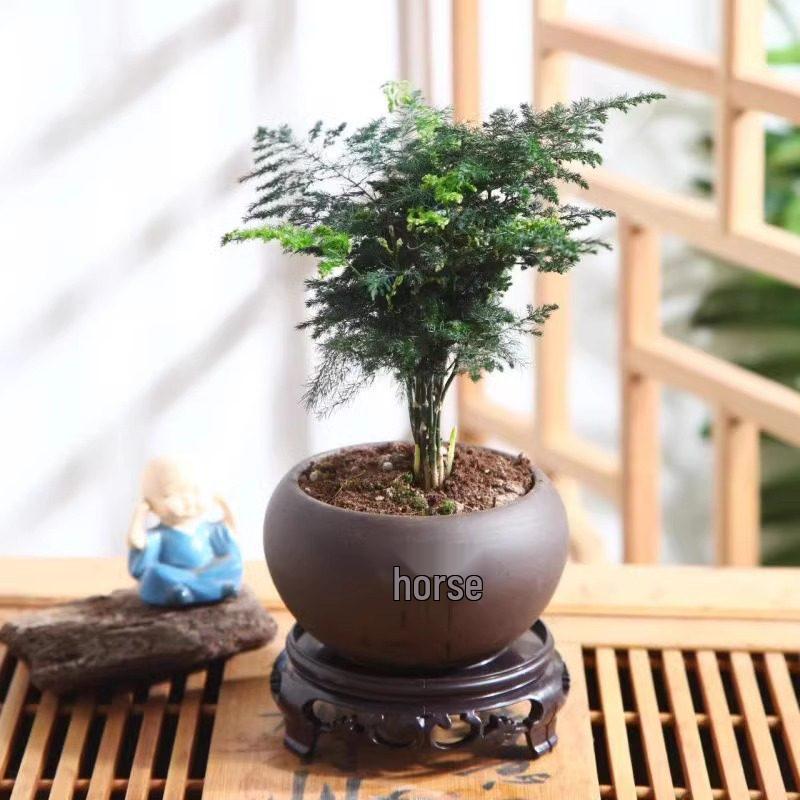 Asparagus Fern Hydroponic Bonsai for Indoor Decoration