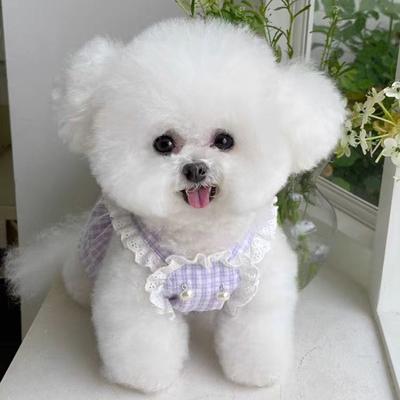 Одежда и обувь – Платья для собак