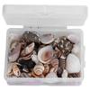 Jewelry Craft DIY Shell Sea Snail Set Natural Seashell Conch Wedding Home Decoration