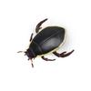 Beetle Figurines Simulation Insect Models Lawn Fence Insect Ornaments for Garden Home Decoration