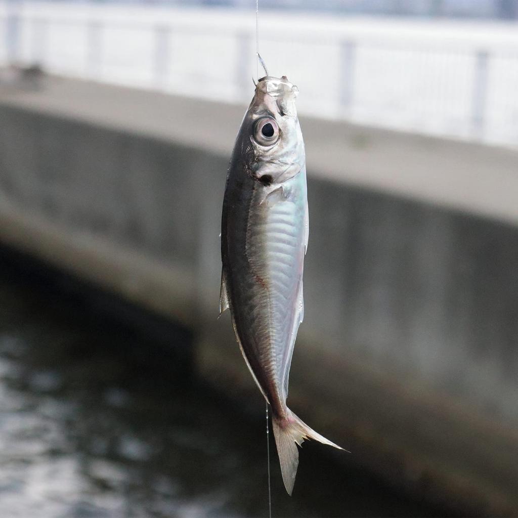 Компактный удилище Hayabusa Easy Float Fishing Set (для Пирсов) LL HA176