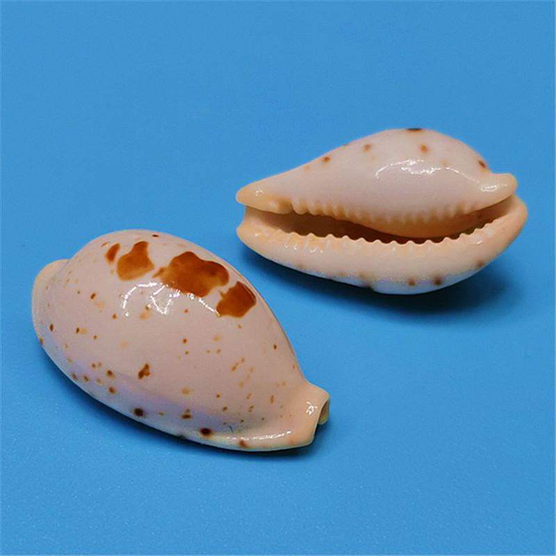 Редкий натуральный экземпляр раковины каури для аквариума или средиземноморского домашнего декора