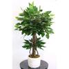 Мини-дерево Бенджамина в бетонном горшке 75 см