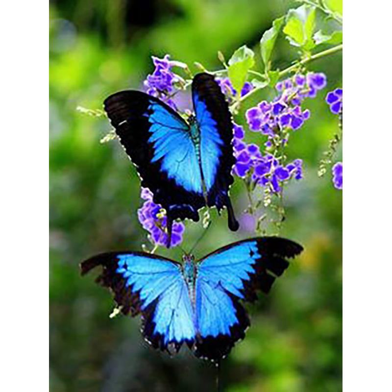 DIY 5D алмазная живопись Бабочка полная круглая дрель цветочная Алмазная вышивка крестиком мозаика стены книги по искусству домашний декор подарок