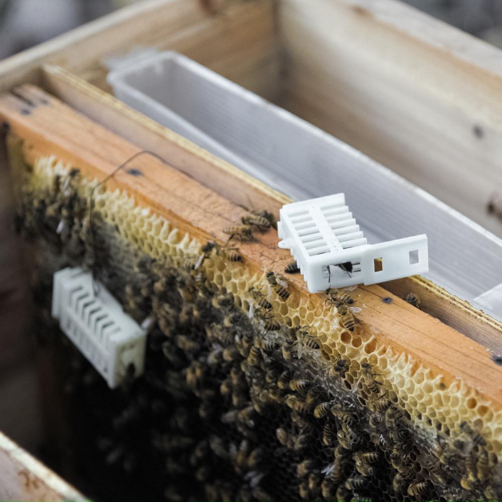 Набор из 20 штук — многофункциональная клетка для королевы | Клетки для маток для пчел | Принадлежности для выращивания пчелиных маток