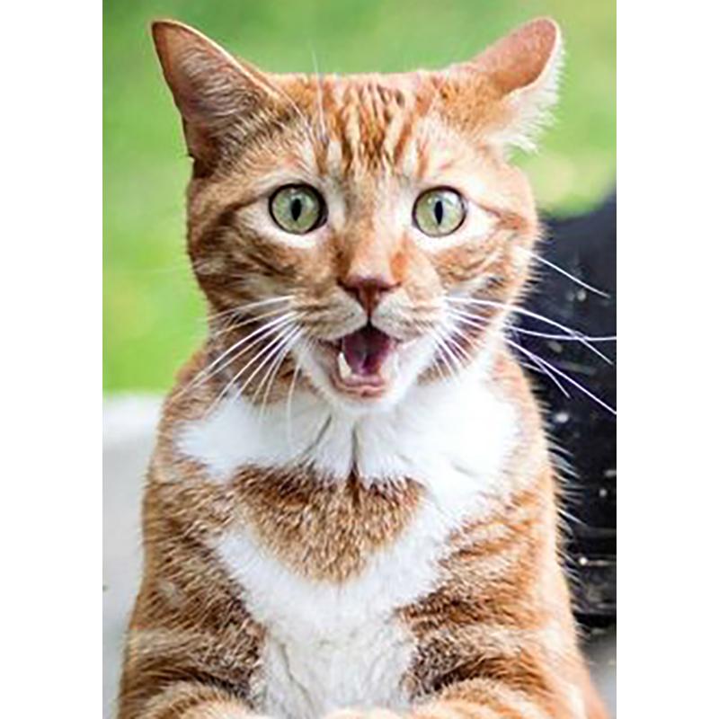 DIY 5D алмазная живопись животные вышивка кошка наборы крестиков полная круглая дрель мозаика со стразами настенная живопись подарок домашний декор