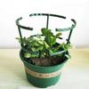 Green Plant Support Pile Frame Greenhouse Arrangement Semicircle Fixed Rod Indoor Flower Plants Vine Climbing Bracket Hock Pen
