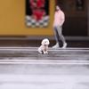 Ручная работа, модель маленького животного, технология 3D-печати, миниатюрная модель собаки/кошки, отлично подходит для коллекционеров и декораторов