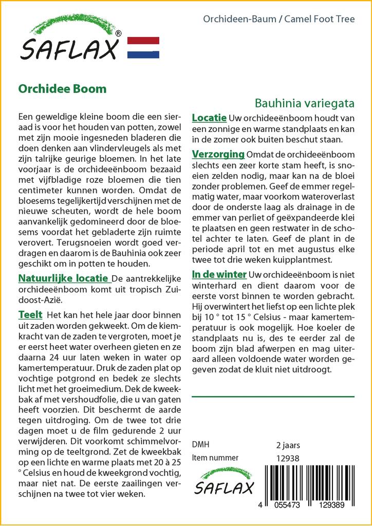 SAFLAX Дерево верблюжьей лапки - 8 семян - Bauhinia variegata