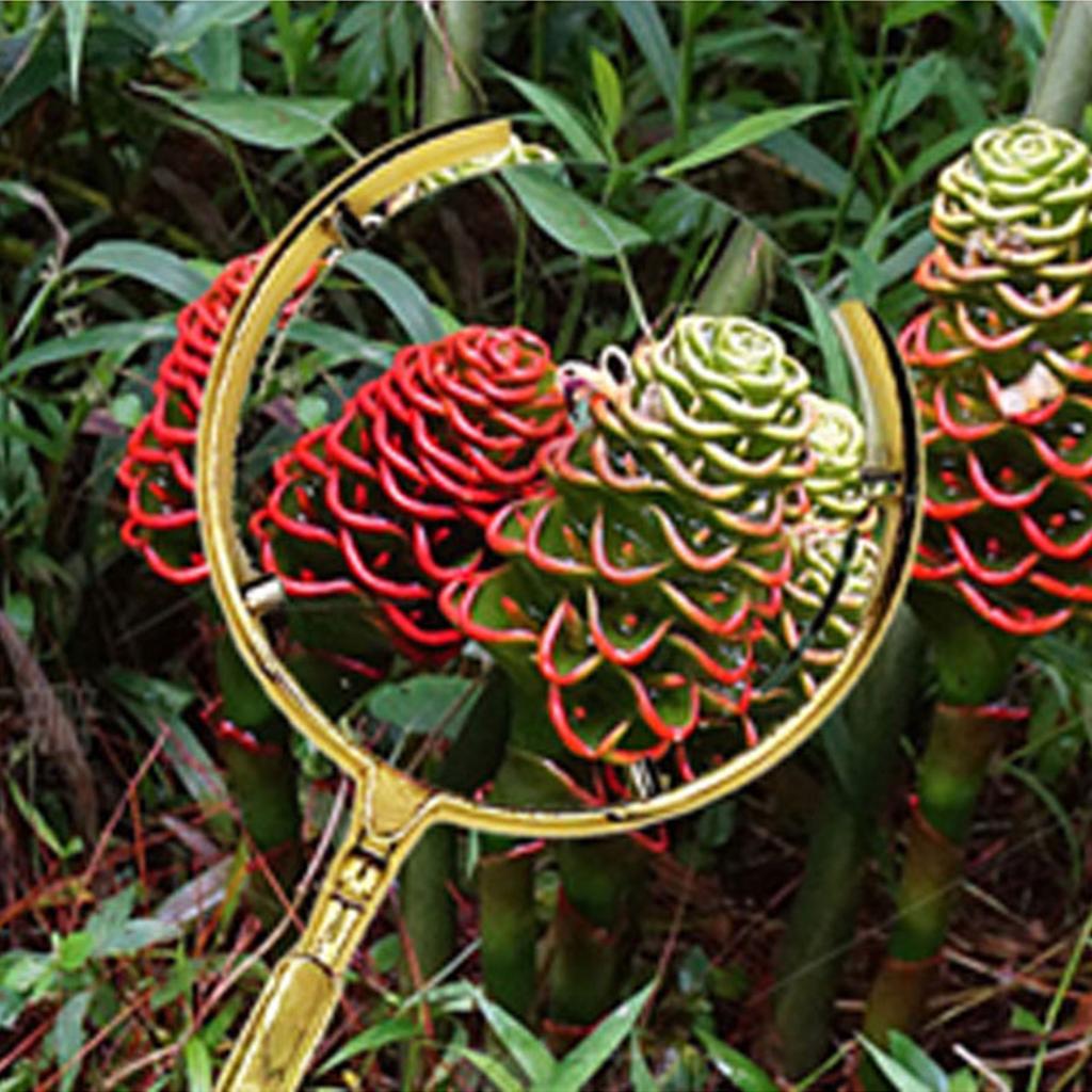 10X Magnifying Glass Handheld Eye Loupes Magnifier Magnifying Lens for Newspaper Reading Jewelry Coin Stamps Inspection