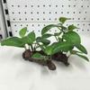 Artificial Aquarium Decor Reptile Terrarium Plant Decoration Aquatic Plant Fish Tank Grass Decor Reptile Plants With Suction Cup
