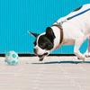 Wear Resistant Pet Toy Ball TPR Dog Training Toy Funny Dog Chew Toy  Relieve Boredom