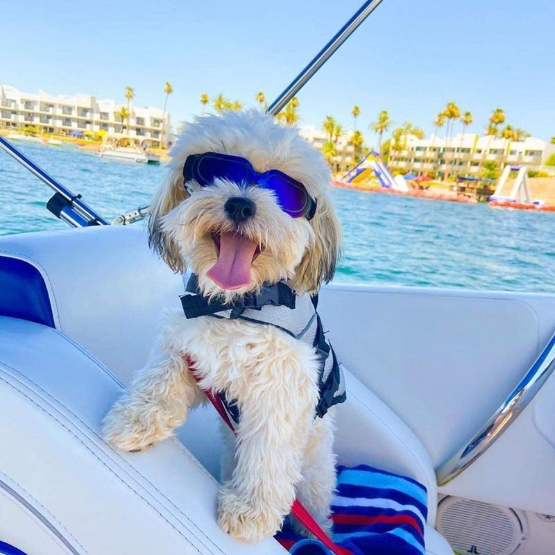 Защита от ультрафиолета для собак, солнцезащитные очки с защитой от запотевания, защита от износа глаз с регулируемым ремешком