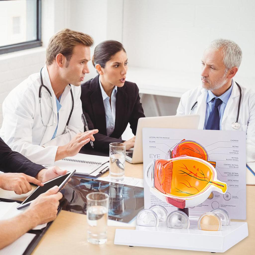 Модель анатомии человеческого глаза Анатомическая патологическая модель глазного яблока Обучающее пособие Реалистичная патологическая модель анатомии глазного яблока