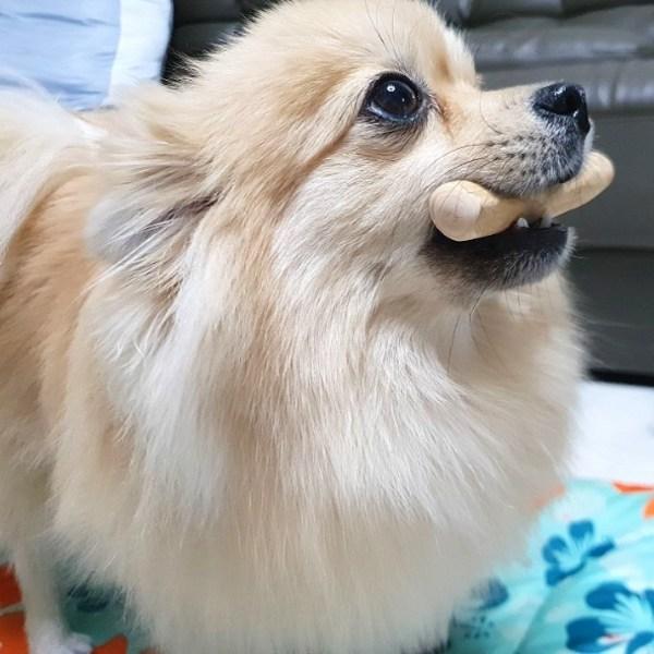 Деревянная палочка для собак Vinachu XS, 1 шт.