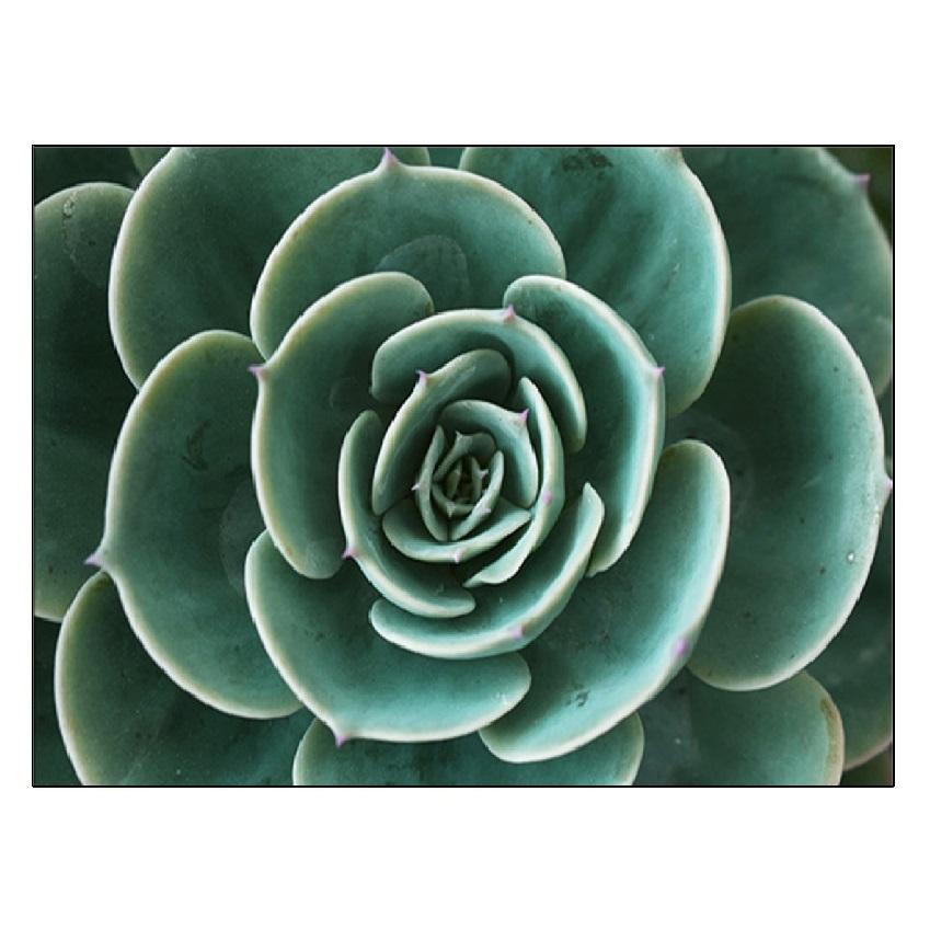 Белый тюльпан, зеленые суккуленты, алоэ монстера, растение, художественный плакат на скандинавскую тему, живопись на холсте и настенные панно для декора гостиной