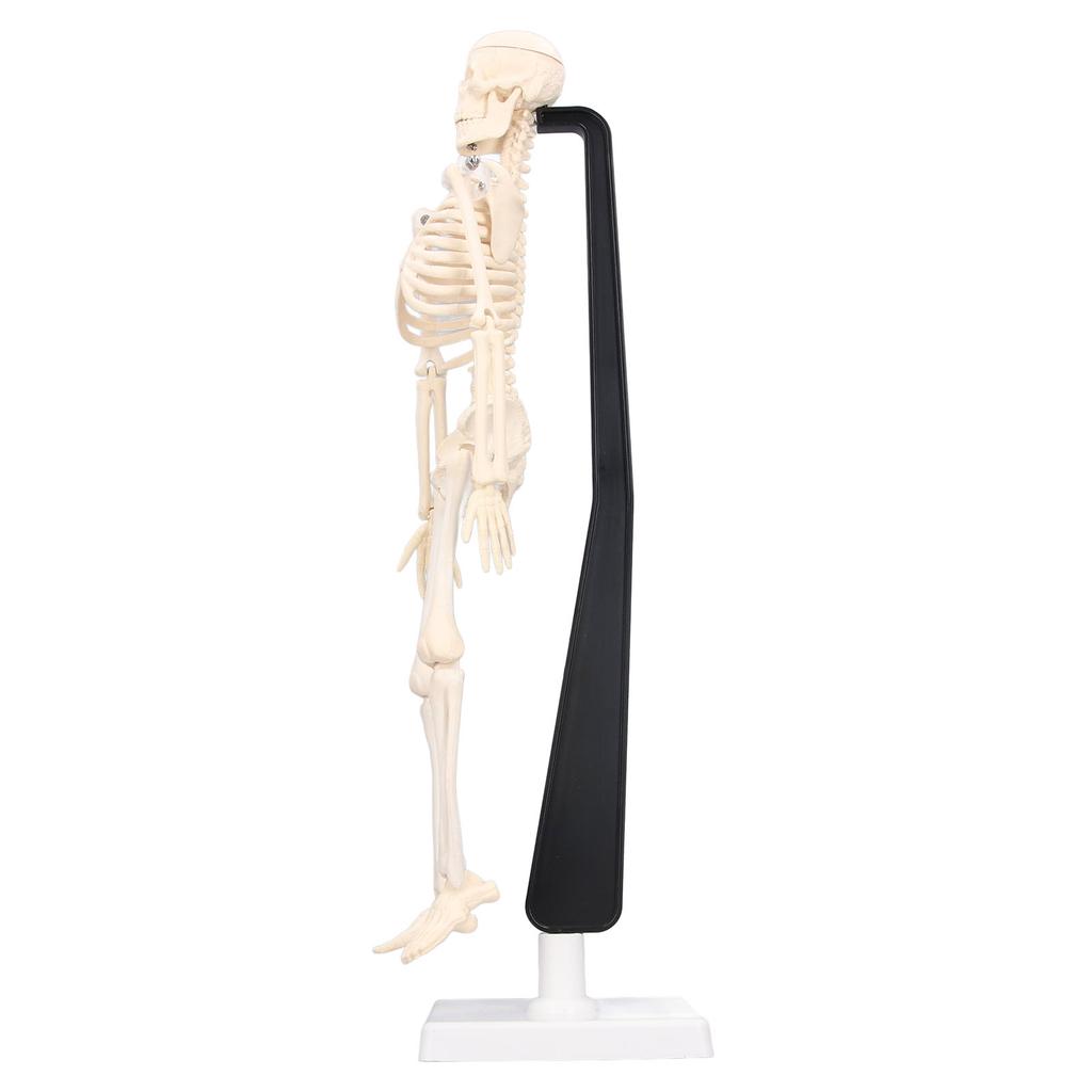 Human Skeleton Model 42cm Detachable Flexible Lightweight PVC Mini Teaching Skeleton Model