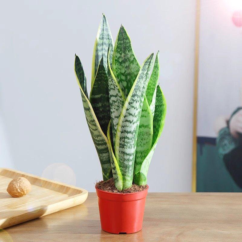 Golden-edged Tiger Pothos: Indoor Air-Purifying, Evergreen, Drought-Tolerant, Easy-Care Plant for Office or Home.