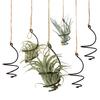 6 Pcs Air Plant Holder Metal Hanging Tillandsia Container Adjustable Swirl Air Plant Holder for Home Office Balcony Garden Decor