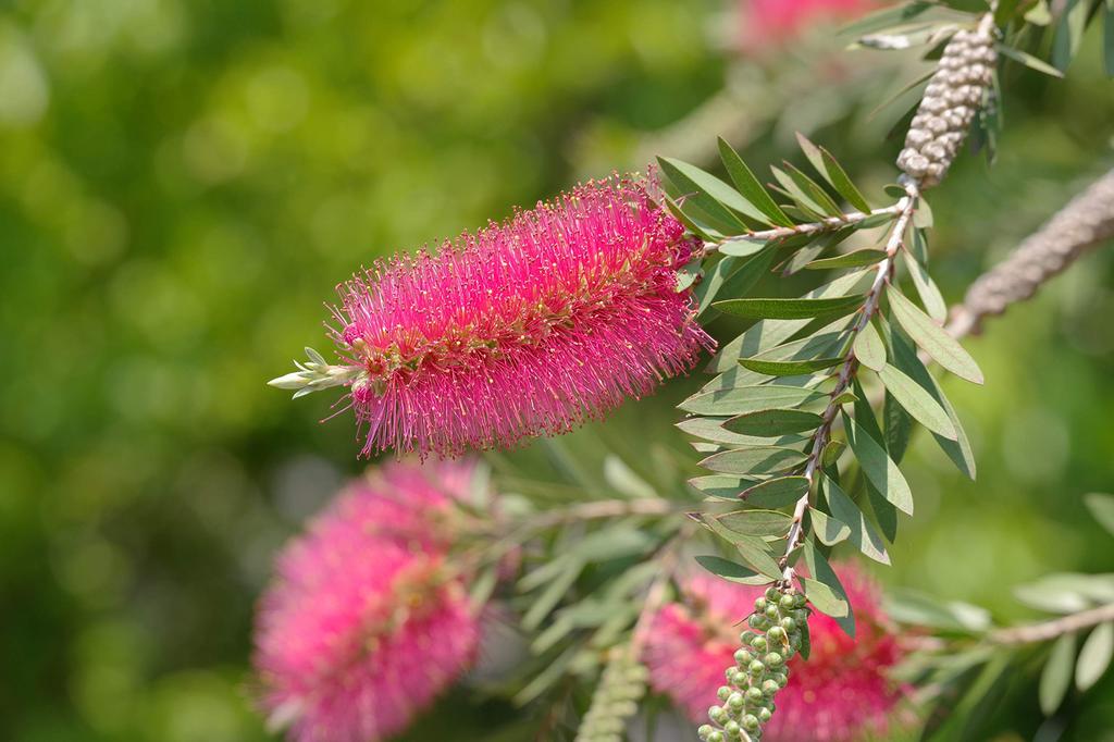 Pentax Телеобъектив HD PLM WR RE с переменным фокусным расстоянием 21277 PENTAX-DA 55-300mmF4.5-6.3ED