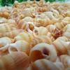 100PCS Natural Conch Shells Aquarium Decoration Party Festival Home Decor Natural Sea Beach Shell Conch Seashells For DIY Crafts