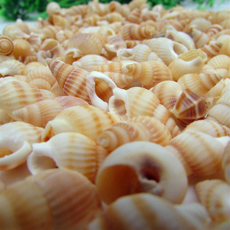 100PCS Natural Conch Shells Aquarium Decoration Party Festival Home Decor Natural Sea Beach Shell Conch Seashells For DIY Crafts
