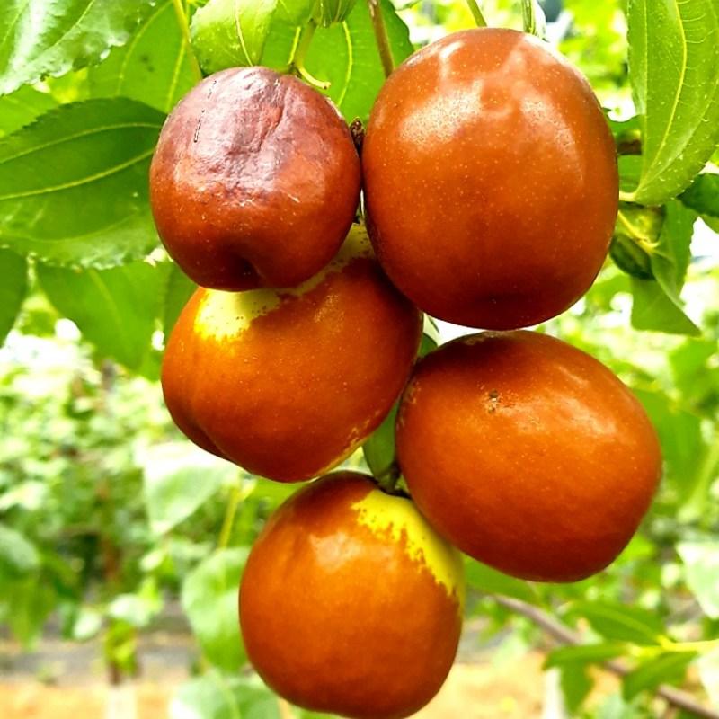 Домашний имбирный чай с экстрактом зизифуса, 100% отечественный чай из зизифуса, 100 мл, 30 шт.