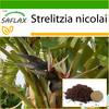 White Bird of Paradise - 5 Seeds - With Potting Substrate for Better Cultivation - Strelitzia Nicolai