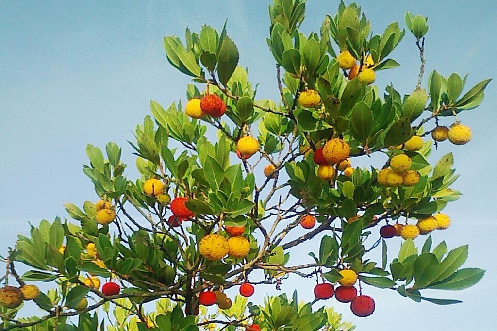 SAFLAX Земляничное дерево - 50 семян - Arbutus unedo