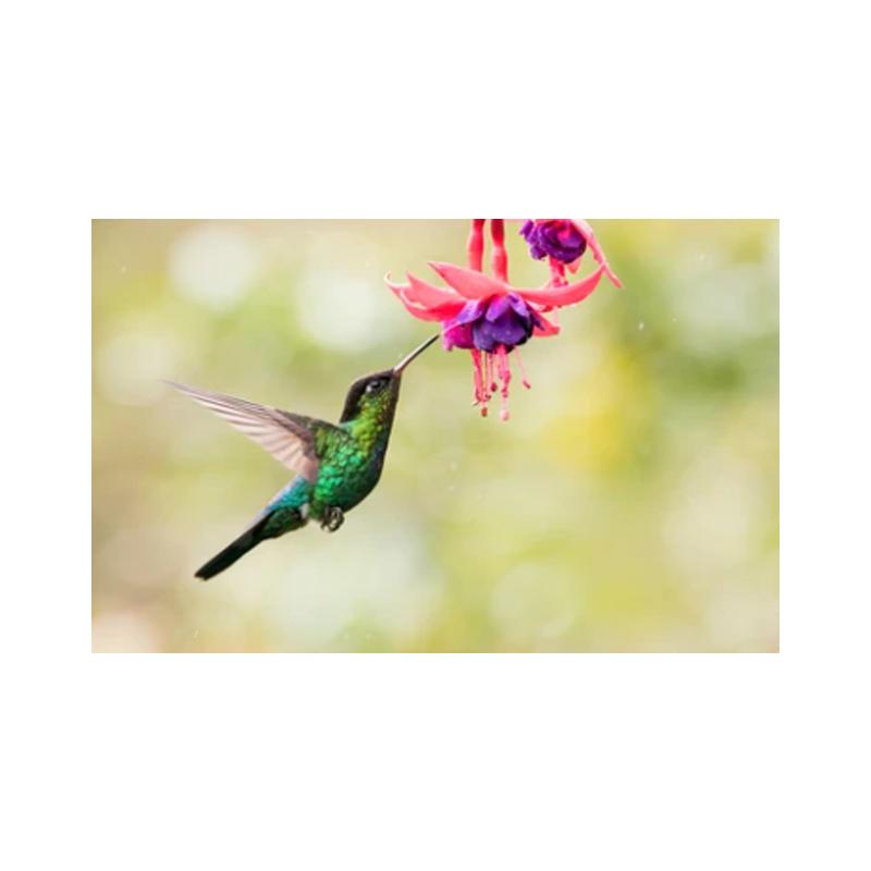 Плакаты и принты с колибри, картина на холсте, птицы, животные, куадрос, настенные художественные картины для гостиной, современный домашний декор, без рамки