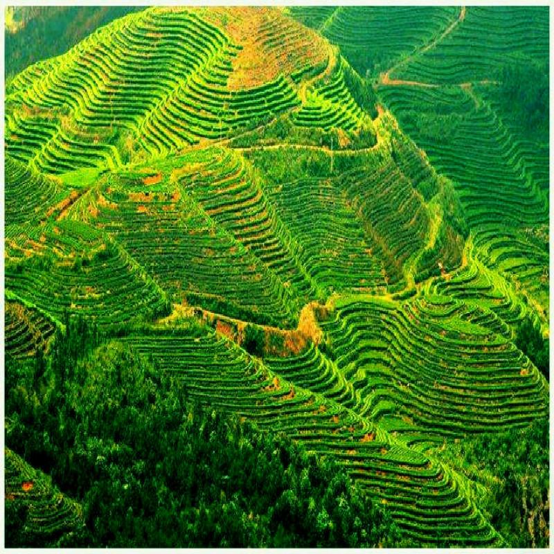 Травяной чай из сушеных эмбрионов хризантемы, цветочный чай для глаз, 40 г