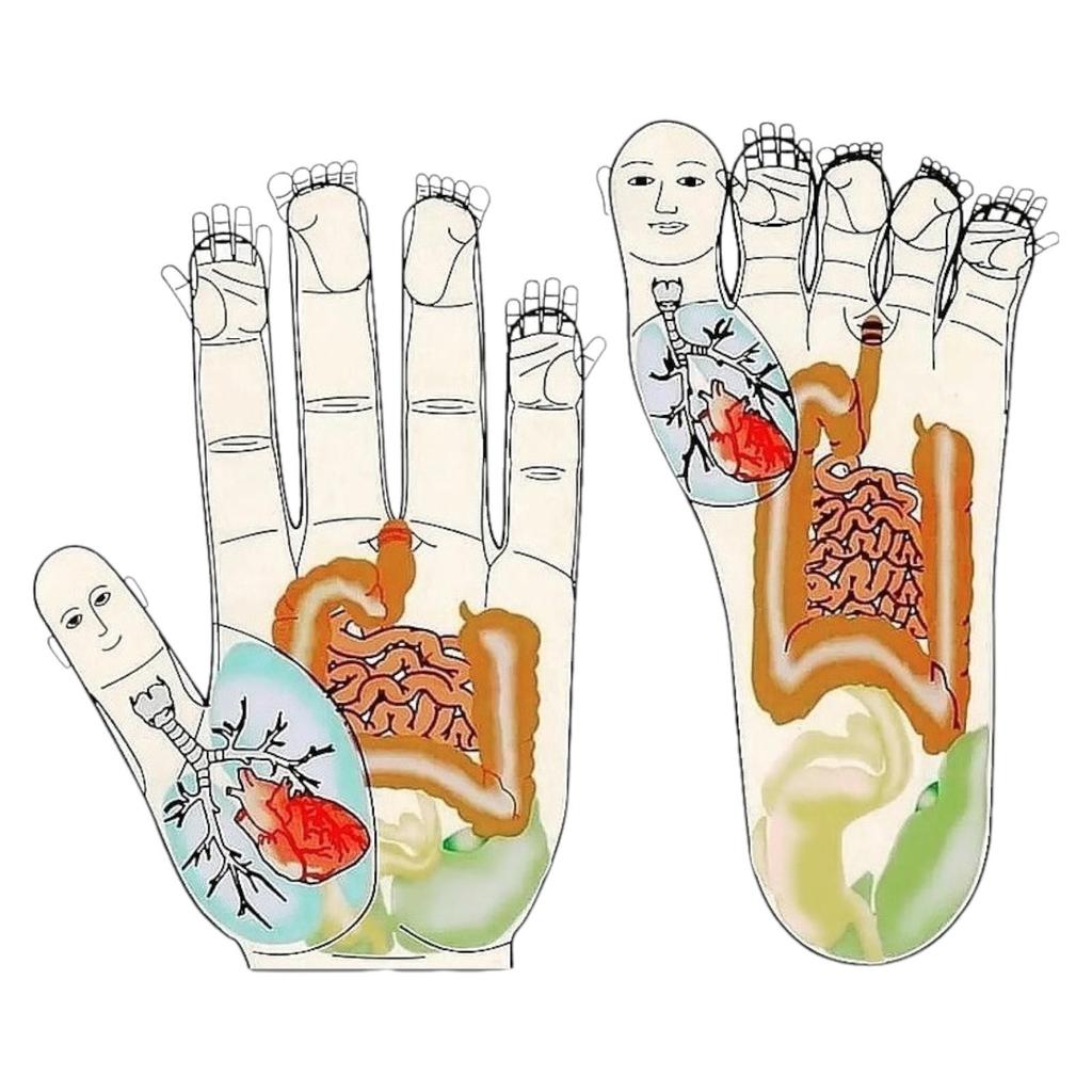 Applicator Lyapko Baby Unique Acupuncture Massager for Back, Neck, Shoulders, Arms, Legs, Joints, Body, Su-Jok Therapy