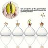 1pcs Sprouting Seed Starter, Planter Vase Glass Container, Planter Acorn Tree Grow Kit Decorative, Glass Bulb Spreader Vase, Unusual Gardening Gift